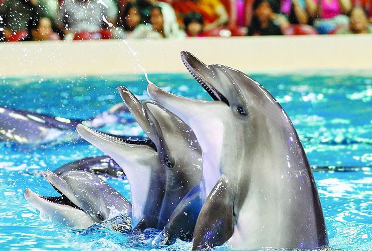 جاذبه های گردشگری کیش پارک دلفین