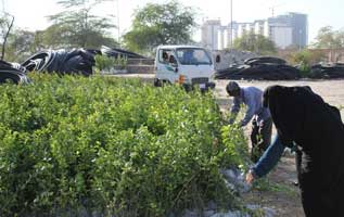 توزیع نهال رایگان در کیش در روز درختکاری