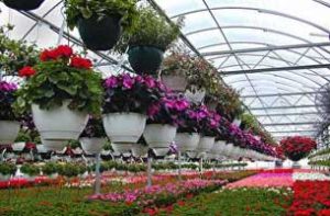 پرورش گل و گیاه در کیش