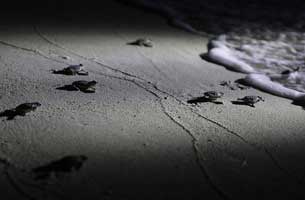 آغاز سفر جوجه لاکپشت های کیش در خلیج فارس