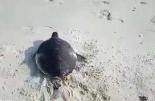 رهاسازی دو قطعه لاک پشت در سواحل کیش