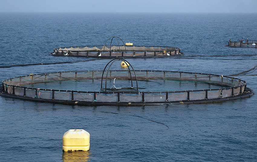 بازدید معاون توسعه روستایی ریاست جمهوری از پروژه پرورش ماهی سیباس کیش