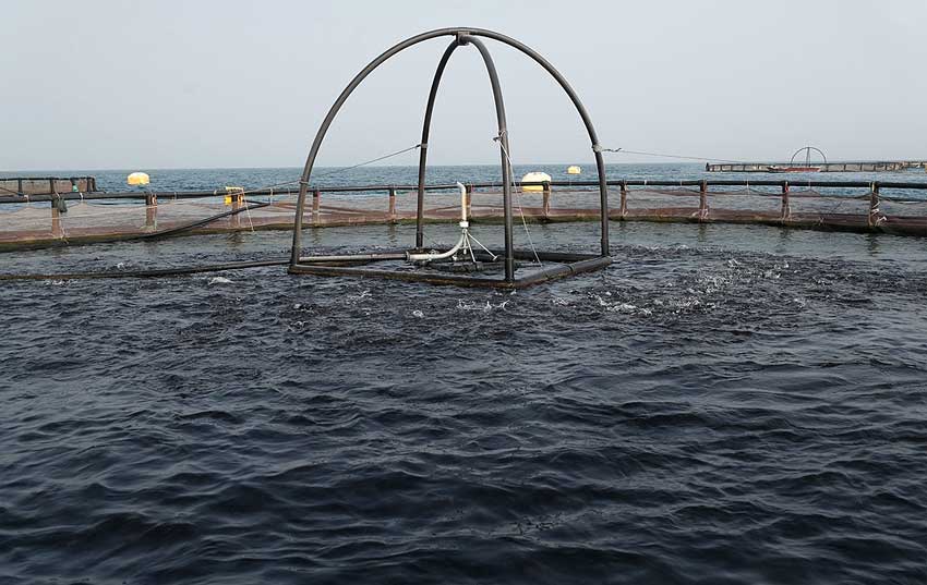 بازدید معاون توسعه روستایی ریاست جمهوری از پروژه پرورش ماهی سیباس کیش