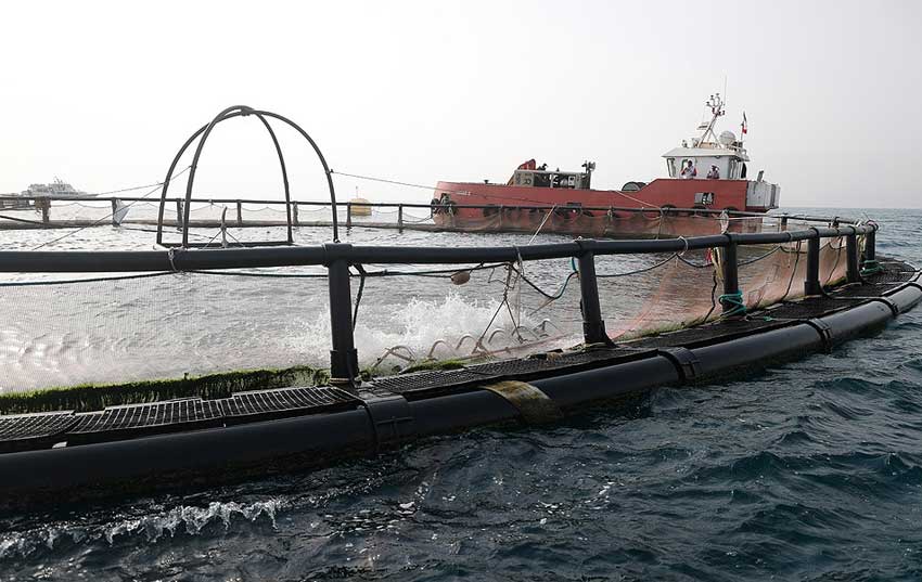 بازدید معاون توسعه روستایی ریاست جمهوری از پروژه پرورش ماهی سیباس کیش