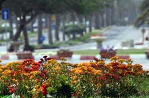 آغاز کاشت گل های فصلی در جزیره کیش