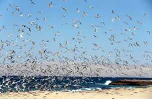 مهاجرت پرندگان به سواحل جزیره کیش