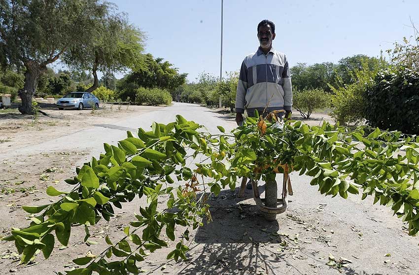 احداث پارک جدید با 20 هکتار زمین در کیش