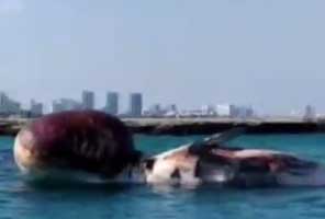 مشاهده دومین لاشه نهنگ در سواحل جزیره کیش